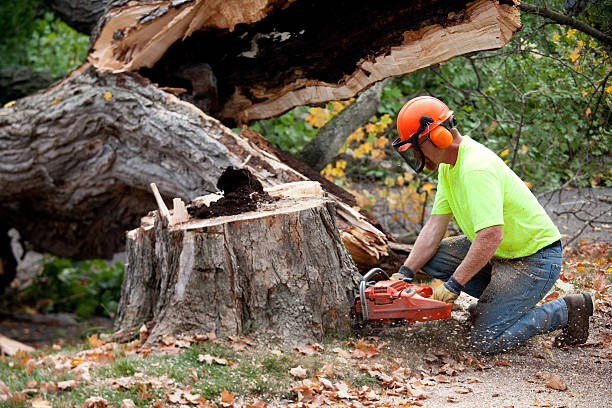 Best Tree Maintenance Programs  in White Pine, TN