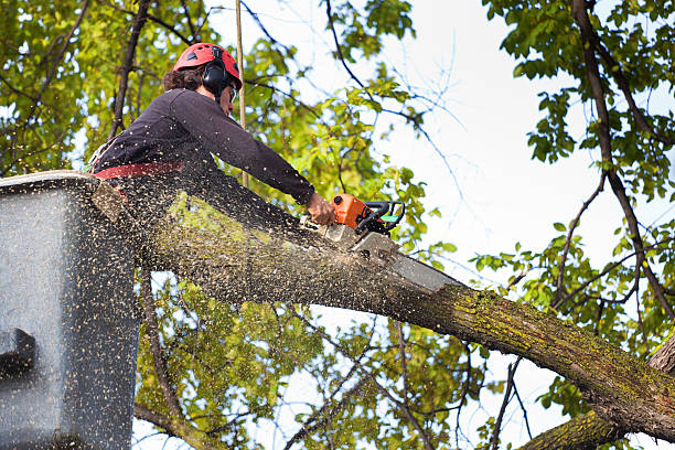 Best Utility Line Clearance  in White Pine, TN