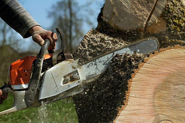 Best Soil Testing and Treatment  in White Pine, TN