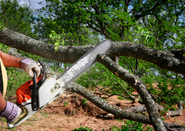 Best Tree Health Inspection  in White Pine, TN