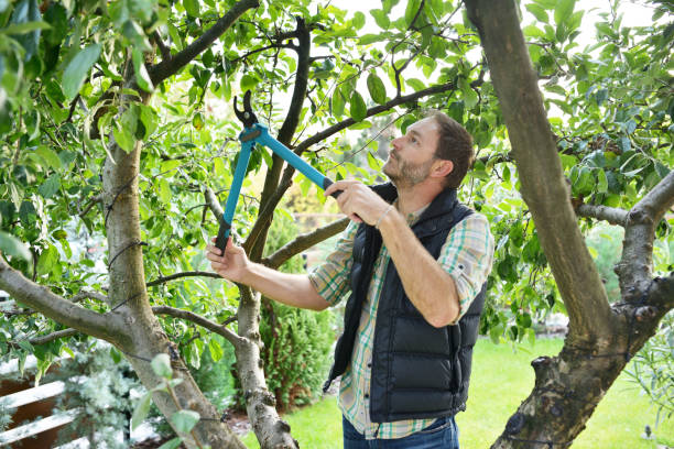 Best Tree Trimming and Pruning  in White Pine, TN